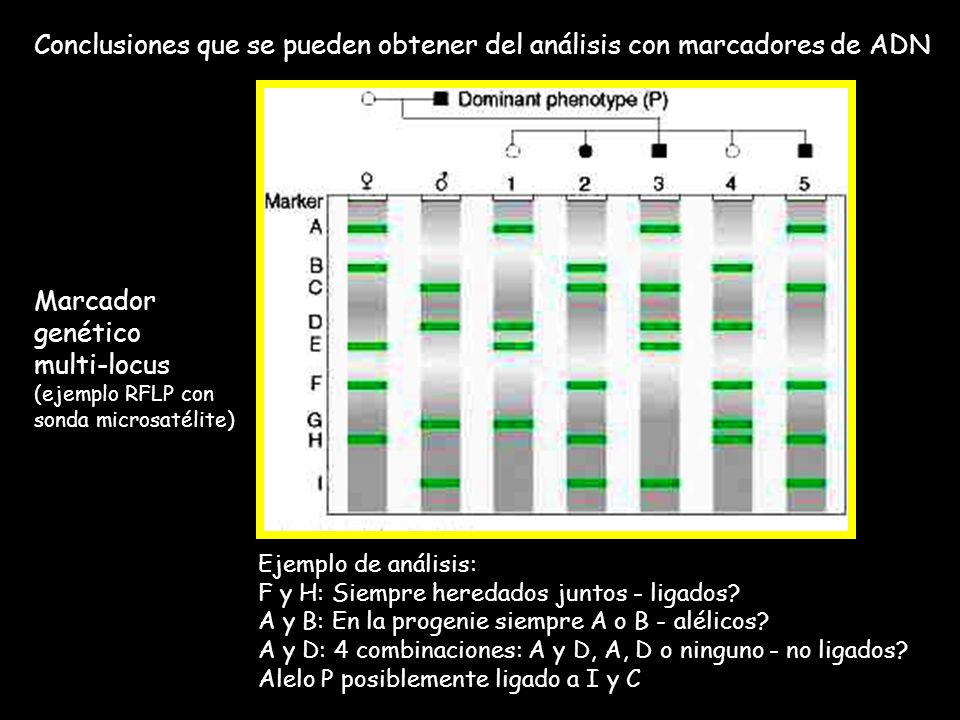 marcadores geneticos microsatélites